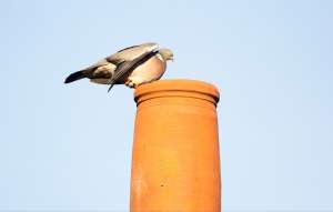 Read more about the article Bird Guards Overview: Essential Protection for Your Chimney in Cambridgeshire