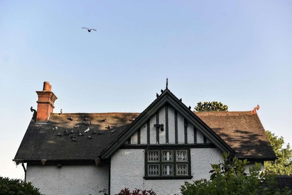Jackdaw Nest Removal A Guide for Cambridge Homeowners