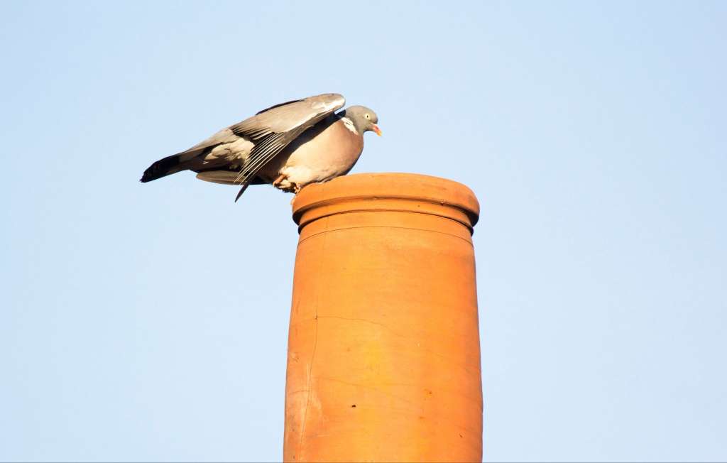 Preventing and Managing Bird Nests in Chimneys Essential Guide