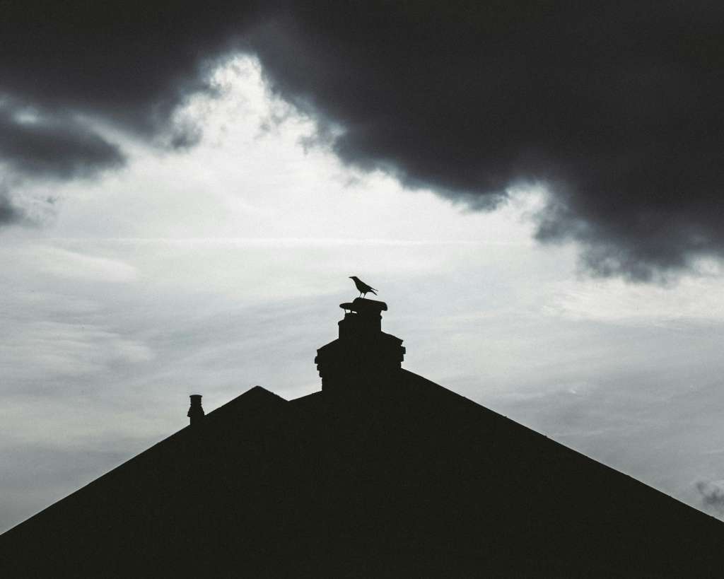 Professional Guide to Choosing Bird Guards Expert Advice for Cambridgeshire Homeowners
