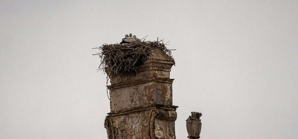 Protect Your Chimney from Bird Nesting Expert Guide for Cambridgeshire Homeowners