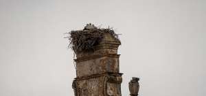 Read more about the article Protect Your Chimney from Bird Nesting: Expert Guide for Cambridgeshire Homeowners