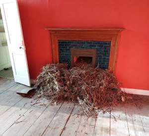 Read more about the article Bird Nests in Chimneys: Prevention & Legal Requirements