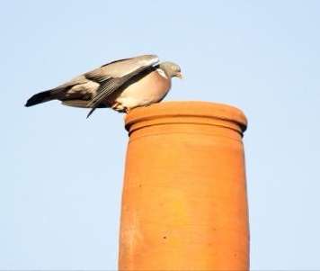Bird perched on orange chimney pot showing typical nesting attraction to chimney openings in Cambridgeshire properties requiring professional removal after nesting season