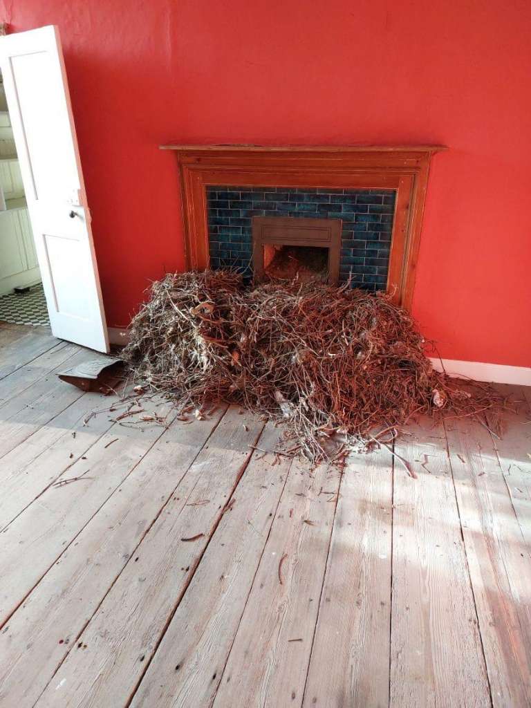 Enormous pile of bird nesting materials removed from Cambridge chimney by Guild of Master Chimney Sweeps professionals, showing extent of jackdaw nest accumulation