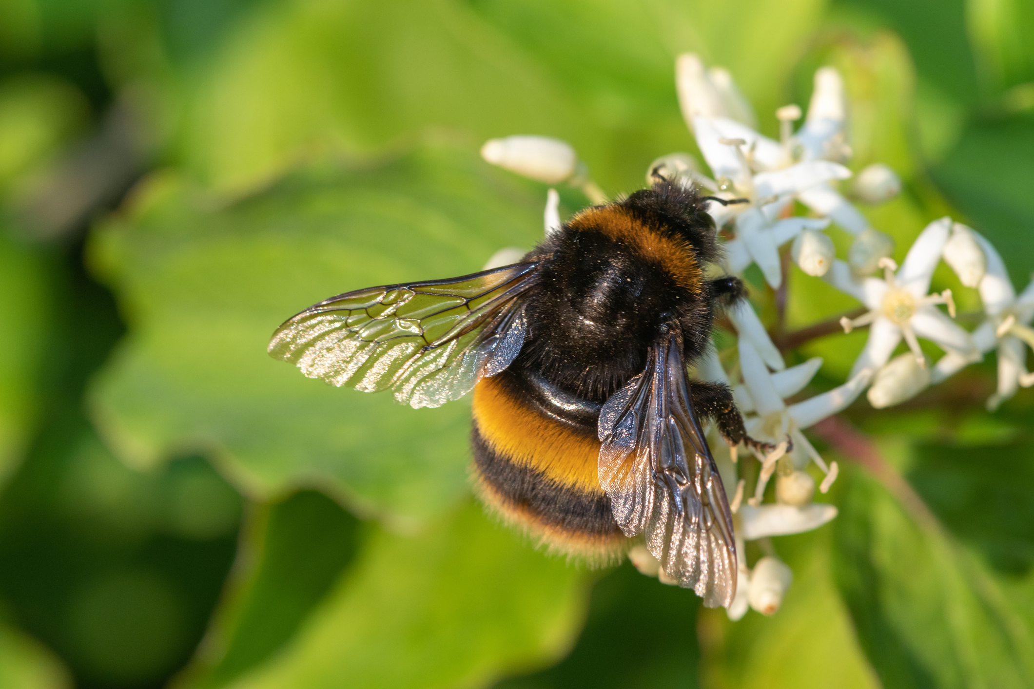 Bee Nest Removal