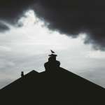 Bird Nest Removal & Chimney Blockages How Obstructions Spike Emissions