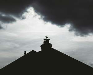 Read more about the article Bird Nest Removal & Chimney Blockages: How Obstructions Spike Emissions