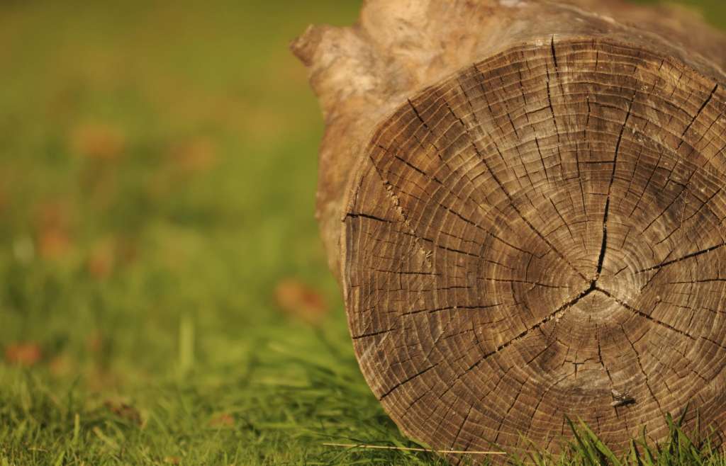 Best Moisture Meter for Firewood How to Choose and Use One