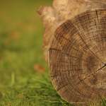 Best Moisture Meter for Firewood How to Choose and Use One