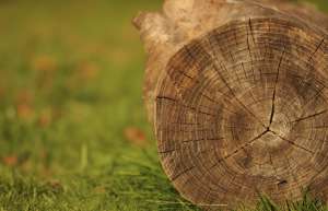 Read more about the article Best Moisture Meter for Firewood: How to Choose and Use One