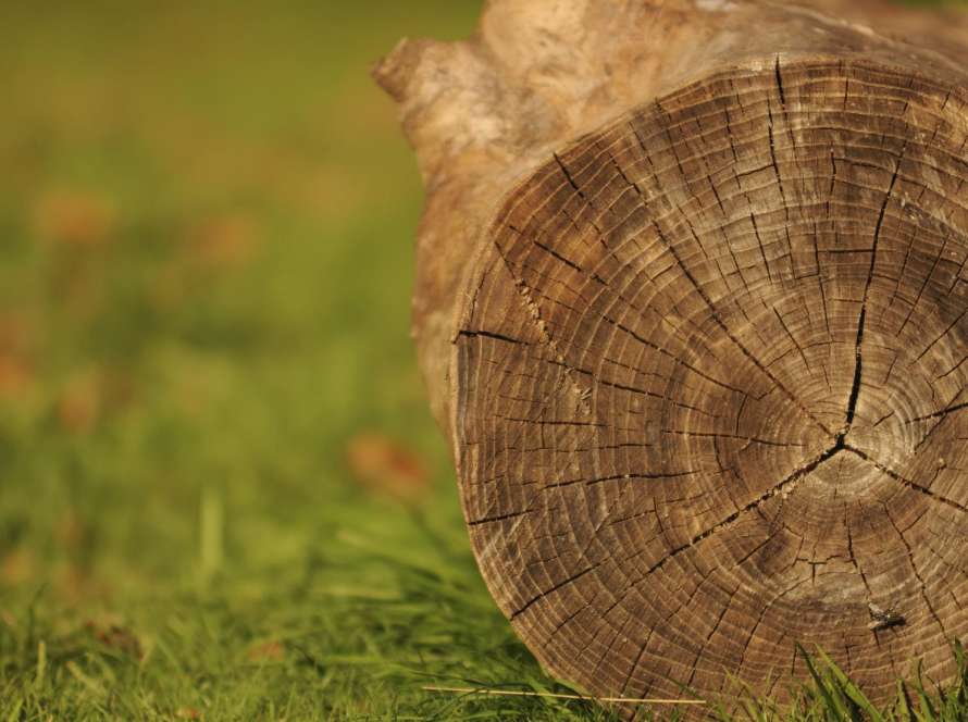 Best Moisture Meter for Firewood How to Choose and Use One